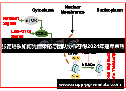 张德培队如何凭借策略与团队协作夺得2024年冠军荣耀